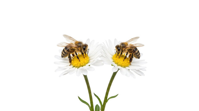 Honeybee pollination on chamomile flower, two honey bees collecting nectar on white daisy blooms, spring wildlife flora concept isolated PNG with Transparent Background