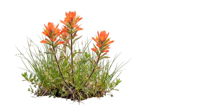 Indian paintbrush wildflower plant, vibrant orange floral bloom, native North American prairie flora design element isolated PNG with Transparent Background