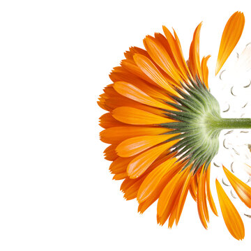 Calendula petals exploding radially from collision point with whole orange calendula head cut out