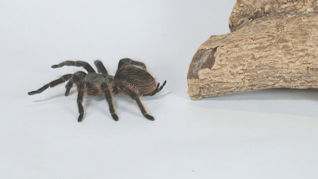 Hairy Tarantula Spider Crawling on White Studio Surface Beside Wood