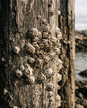 Irregular barnacles fixed to a weathered coastal piling