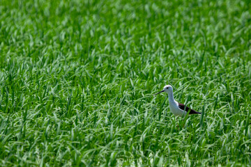 Aves migratorias en albufera de valencia © Grey G.
