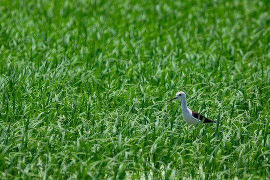 Aves migratorias en albufera de valencia
