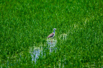 Aves migratorias en albufera de valencia © Grey G.