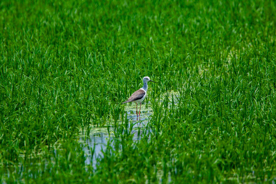 Aves migratorias en albufera de valencia