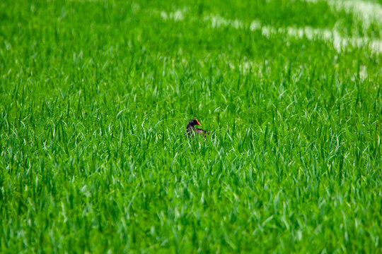Aves migratorias en albufera de valencia
