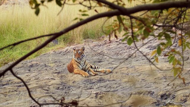 Bengal tiger resting on rocky riverbed in Ranthambore national park India as seen through tree branches.