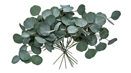 Isolated eucalyptus branches bouquet with fresh green leaves, a natural decorative element. © Conor