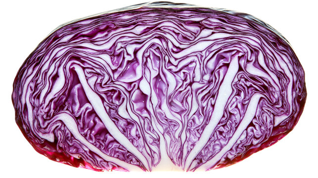 Isolated fresh red cabbage cut in half revealing its vibrant purple and white layered interior