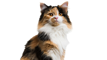 Isolated charming fluffy long-haired calico cat sitting calmly, domestic feline looking forward © Conor