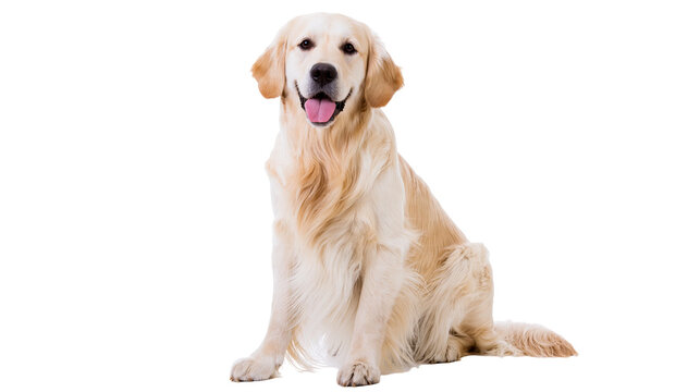 Isolated Golden Retriever dog sitting and looking at the camera with a happy expression.