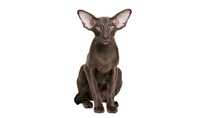 Isolated Oriental Shorthair cat with stunning green eyes, elegant and graceful feline portrait. © Conor