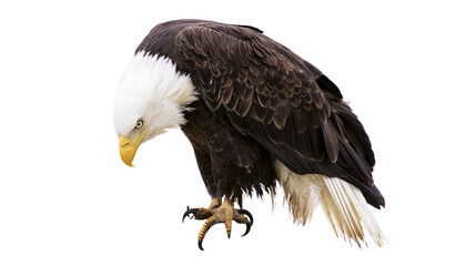 Fototapeta premium Isolated majestic bald eagle looking down with sharp talons, powerful bird of prey portrait.