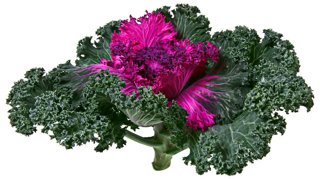 Isolated colorful flowering cabbage plant with vibrant pink, purple, and green textured leaves.