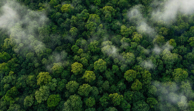 Lush green tropical rainforest canopy viewed from high above with dramatic rolling morning mist drifting softly over dense tree tops under bright daylight