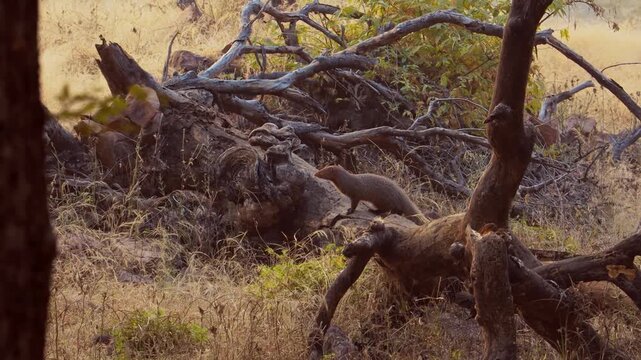 Indian grey mongoose running and foraging on fallen tree log in Ranthambore national park.