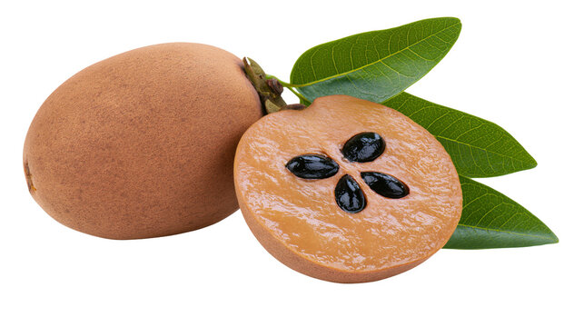 Isolated fresh ripe sapodilla fruit, one whole and one half with shiny black seeds and green leaves