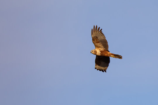 second calendar year or immature female eastern marsh harrier (circus spilonotus) in flight, found in eastern Mongolia in Dornod Aimag