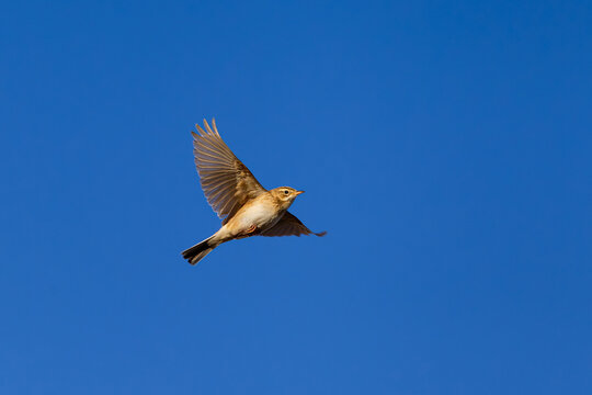richard's pipit (anthus richardi) in flight, found in eastern Mongolia in Dornod Aimag