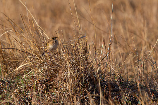 richard's pipit (anthus richardi) perching on grass, found in eastern Mongolia in Dornod Aimag