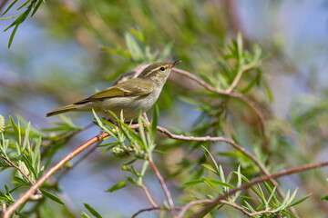 arctic warbler (phylloscopus borealis), found during spring migration in eastern Mongolia in Dornod Aimag © Mathias Putze