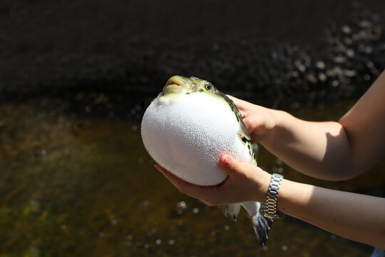 Hands holding inflated pufferfish