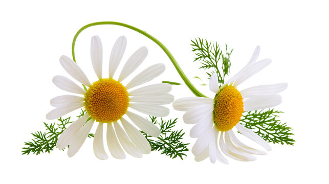 Isolated two fresh chamomile flowers with green leaves, essential for natural beauty and wellness.