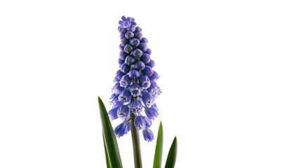 Fototapeta premium Isolated vibrant purple Muscari grape hyacinth flower with fresh green leaves