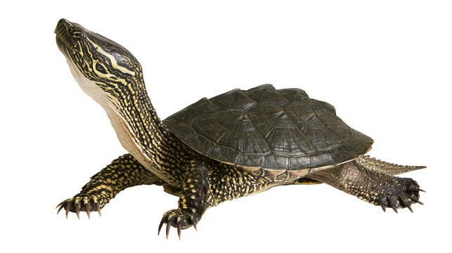Isolated freshwater turtle with distinctive striped head and patterned carapace looking up