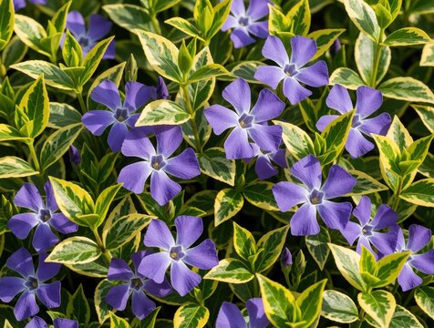 Close up of Vinca minor Argenteovariegata with purple flowers, variegated green yellow leaves. Perennial groundcover plant blooms in spring garden. Small violet blossoms cover foliage in bright