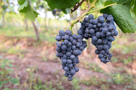 Harvest of blue ripe pinot noir grapes for red wine, moselle valley vineyard, trier, germany, mosel river landscape and agriculture, growing vine in summer