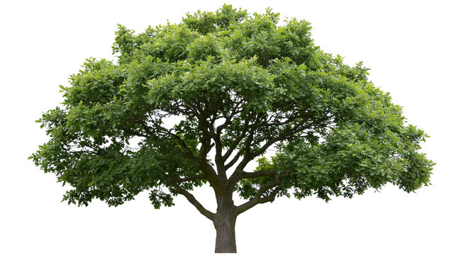 Isolated mature green oak tree with lush foliage, a strong trunk, and leafy branches