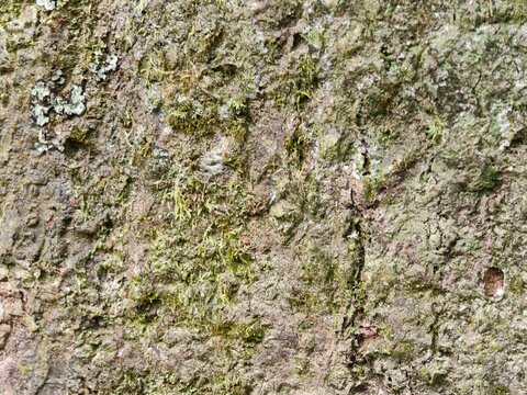 A detailed close-up photograph capturing the natural rough texture and weathered surface of tree bark covered with patchy green moss, located in a natural landscape in Indonesia.