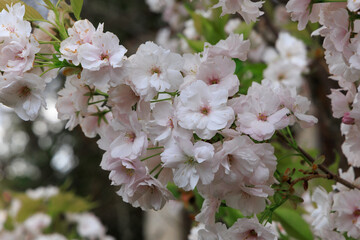 Spring cherry blossoms bloom in a garden during daylight hours showing vibrant pink and white colors across the branches © ir1ska