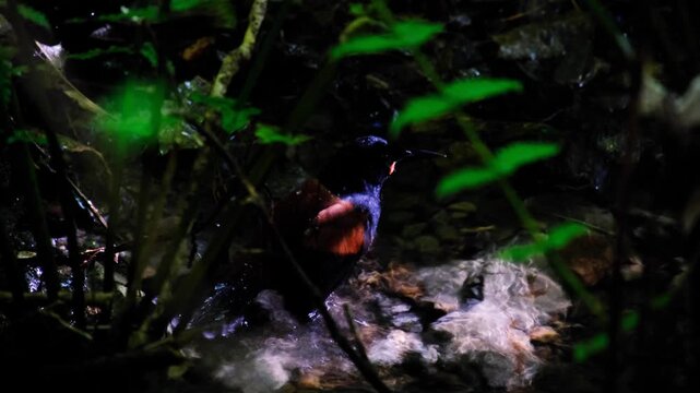 Tīeke saddleback bird washing grooming and splashing in freshwater stream in forest in Wellington New Zealand Aotearoa
