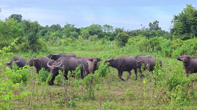 Water buffaloes grazing in a lush green field