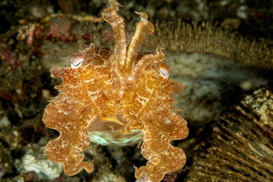 Indonesia, North Sulawesi, Lembeh, Dwarf Cuttlefish (Sepia bandensis), Stumpy Cuttlefish