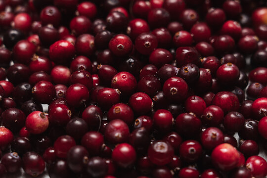 Fresh ripe cranberries close up, red berry background and seasonal autumn fruit texture
