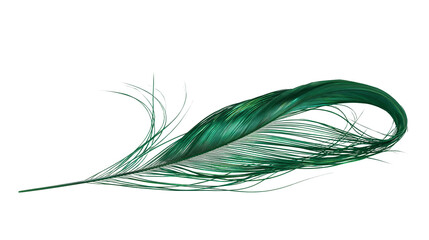 Isolated beautiful vibrant green iridescent feather with delicate barbs and elegant curved shape © Saoirse