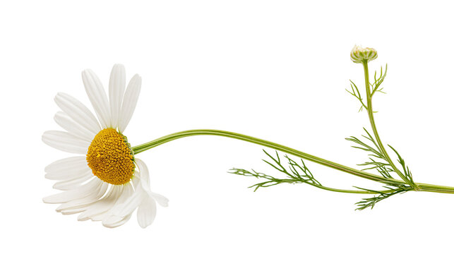 Isolated fresh daisy flower and unopened bud with a slender stem and delicate leaves