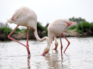 Pair of greater flamingos (Phoenicopterus roseus) foraging head down in shallow water, low angle shot © Manel