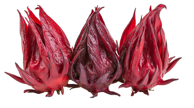 Isolated fresh red rosella calyces, also known as roselle or hibiscus sabdariffa