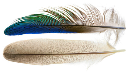 Isolated vibrant iridescent blue-green and soft natural speckled feathers with reflections © Saoirse