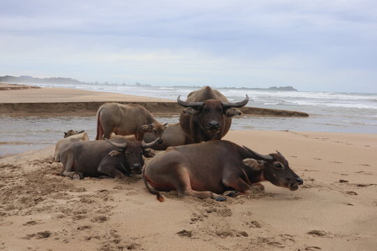 A group of water buffalo resting on a sandy beach beside a shallow coastal stream, with ocean waves and a tropical shoreline in the background