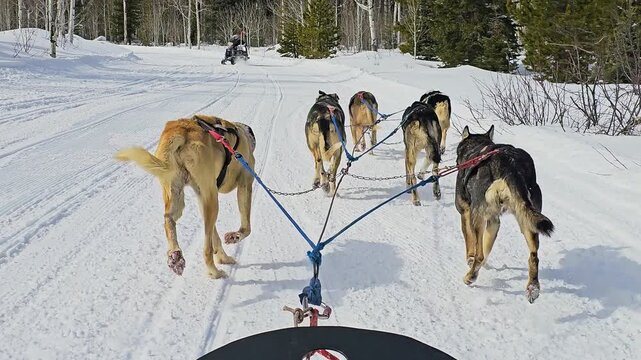 Winter dog sledding in Alaska captures an energetic husky team running behind a snowmobile guide, with white forest trails, evergreen trees, and remote wilderness beneath winter sun.