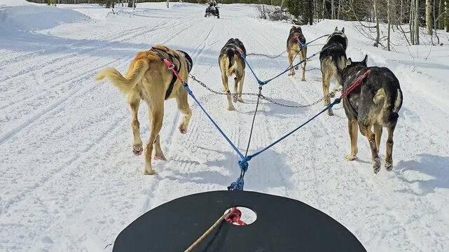 First person dogsled ride in the Canadian Rockies shows working huskies racing along a packed trail, framed by pine forest, deep snowbanks, white slopes, and clear alpine daylight.