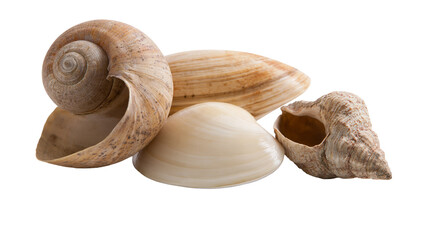 Isolated beautiful natural collection of various seashells and marine mollusk shells studio shot © Ciara