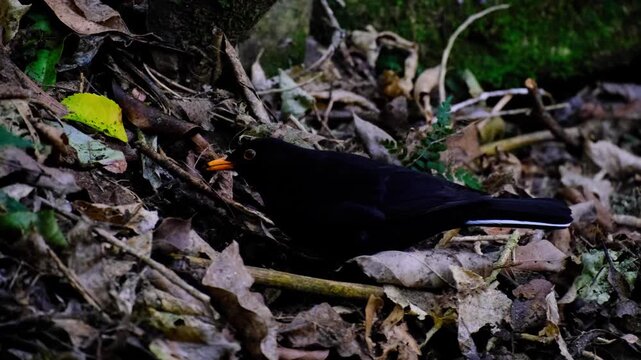 Common Eurasian blackbird turdus merula foraging in leaves on forest floor in Wellington, New Zealand Aotearoa