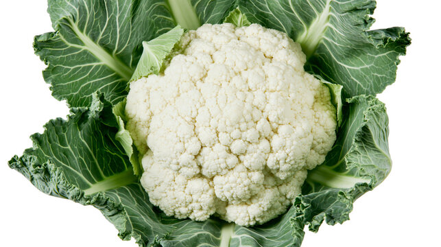 Isolated fresh whole organic cauliflower head with green leaves for healthy diet food