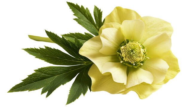 Isolated vibrant light yellow hellebore flower with fresh green leaves in a studio setting